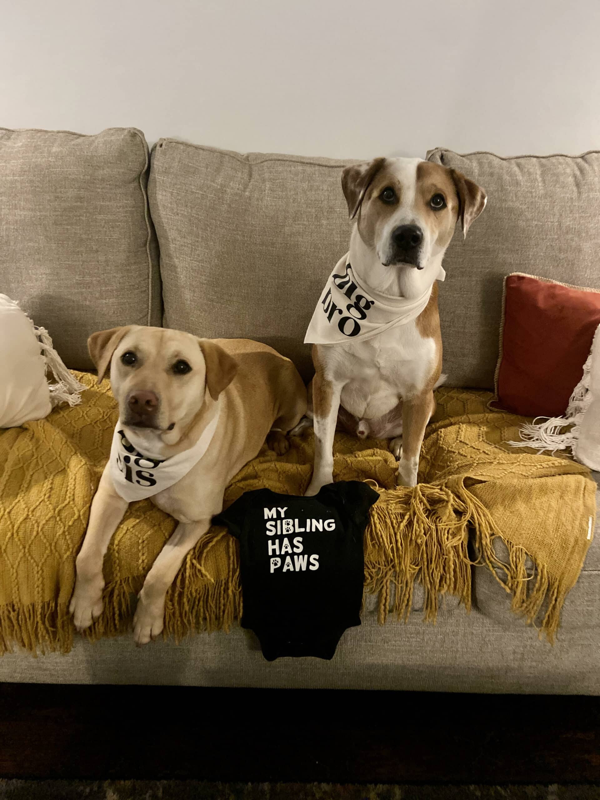 Domestic Adoption photo