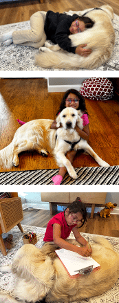 Post Adoption Services photo