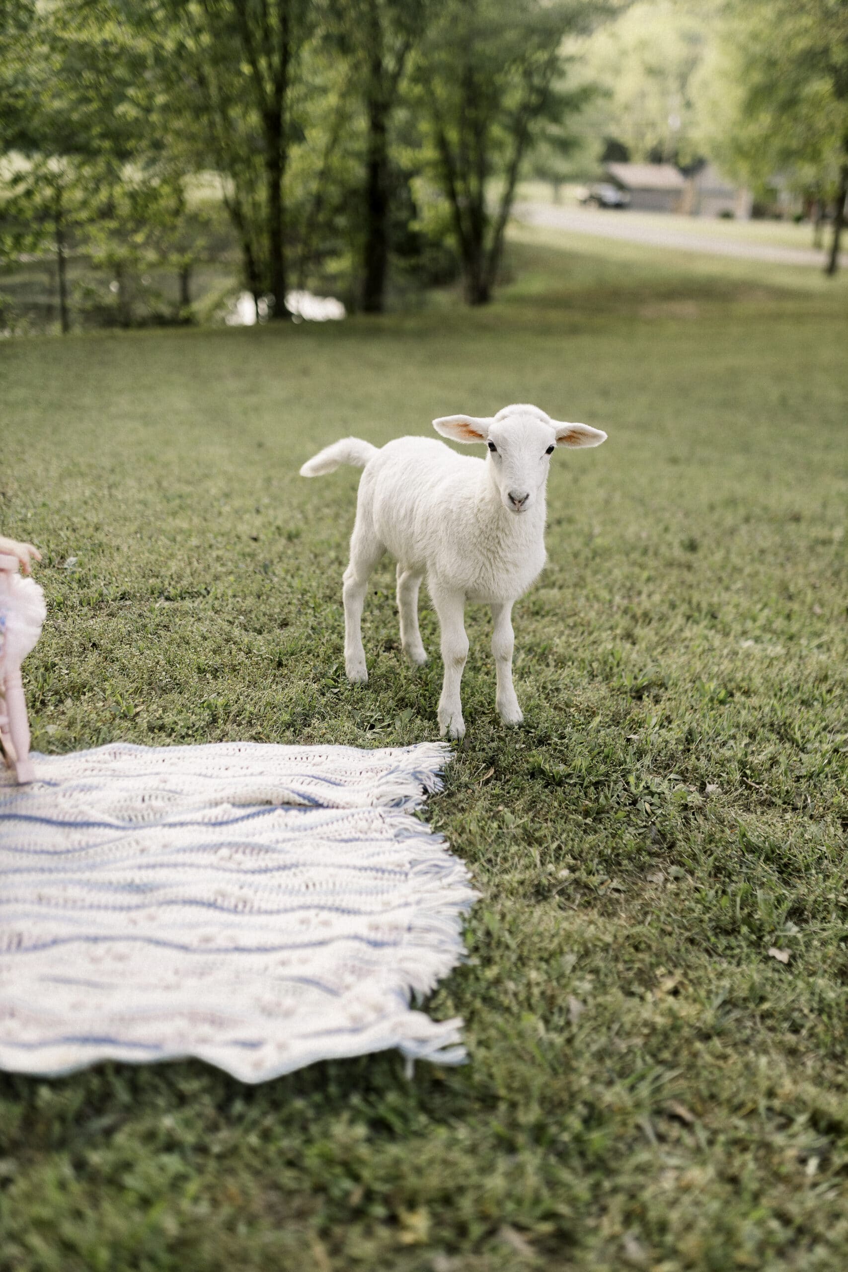 Baby Lamb photo